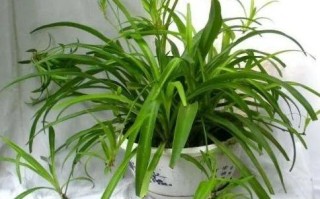 新房装修好放什么绿植最好？