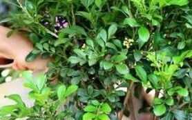 北向阳台米兰花养殖方法？
