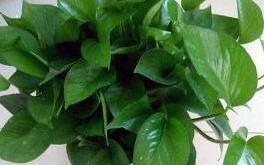 新房装修后什么养植物最好?
