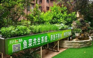 如何在阳台上实现养鱼种植生态循环？