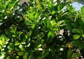 北向阳台米兰花养殖方法？-第2张图片