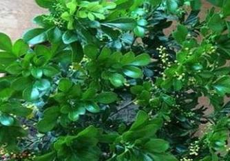 北向阳台米兰花养殖方法？-第3张图片