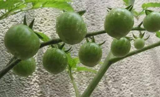 新手入门的六种蔬菜,阳台种起来最简单的菜?-第1张图片 新手入门的六种蔬菜,阳台种起来最简单的菜?-第1张图片