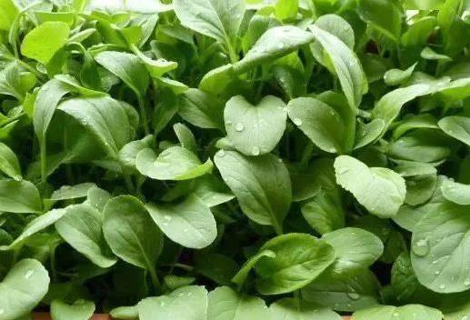 新手入门的六种蔬菜,阳台种起来最简单的菜?-第3张图片 新手入门的六种蔬菜,阳台种起来最简单的菜?-第3张图片