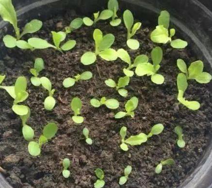 新手入门的六种蔬菜,阳台种起来最简单的菜?-第6张图片 新手入门的六种蔬菜,阳台种起来最简单的菜?-第6张图片