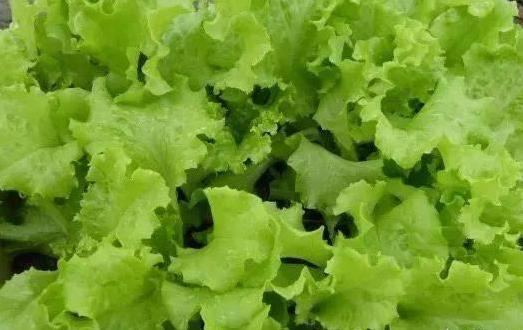新手入门的六种蔬菜,阳台种起来最简单的菜?-第7张图片 新手入门的六种蔬菜,阳台种起来最简单的菜?-第7张图片