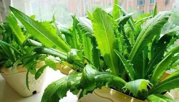 新手入门的六种蔬菜,阳台种起来最简单的菜?-第11张图片 新手入门的六种蔬菜,阳台种起来最简单的菜?-第11张图片