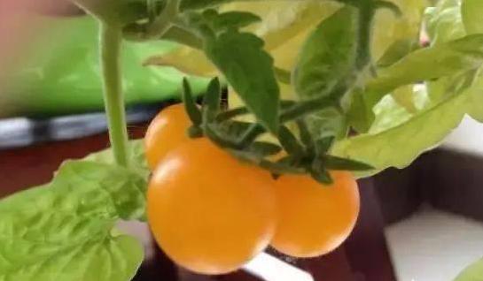新手入门的六种蔬菜,阳台种起来最简单的菜?-第13张图片 新手入门的六种蔬菜,阳台种起来最简单的菜?-第13张图片