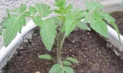 新手入门的六种蔬菜,阳台种起来最简单的菜?-第12张图片 新手入门的六种蔬菜,阳台种起来最简单的菜?-第12张图片