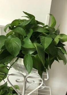 如何清除新房装修的甲醛?-第3张图片 如何清除新房装修的甲醛?-第3张图片