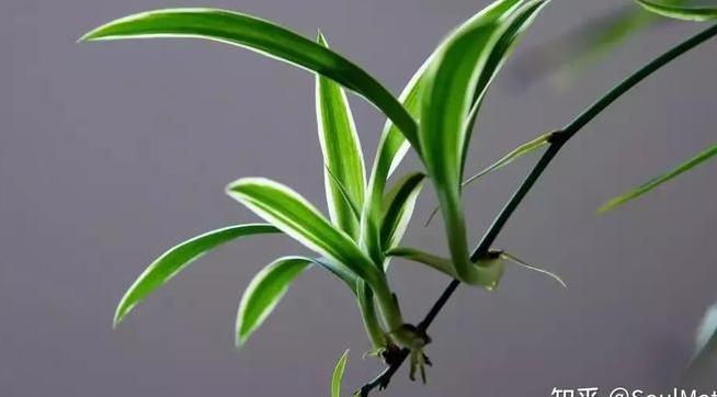 新房装修放什么植物除甲醛?-第2张图片 新房装修放什么植物除甲醛?-第2张图片
