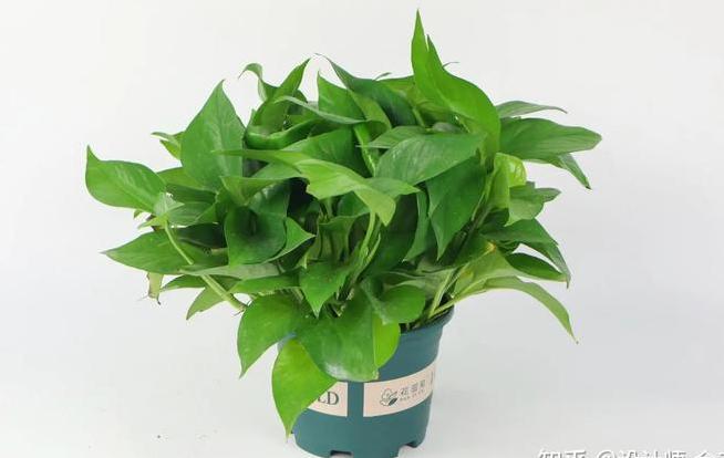 新房装修好放什么绿植最好?-第2张图片 新房装修好放什么绿植最好?-第2张图片
