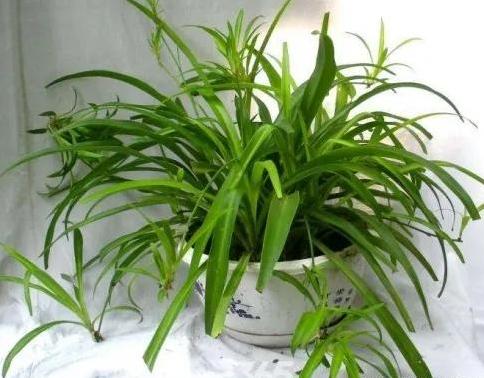 新房装修好放什么绿植最好?-第1张图片 新房装修好放什么绿植最好?-第1张图片
