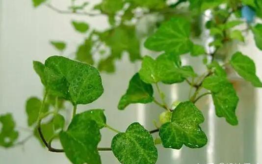 新房装修好放什么绿植最好?-第5张图片 新房装修好放什么绿植最好?-第5张图片