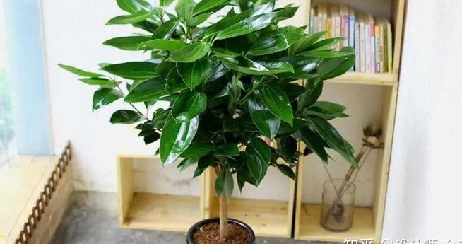 新房装修好放什么绿植最好?-第7张图片 新房装修好放什么绿植最好?-第7张图片
