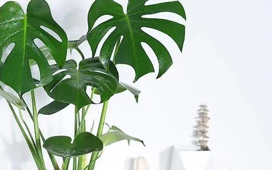 新房装修好放什么绿植最好?-第8张图片 新房装修好放什么绿植最好?-第8张图片