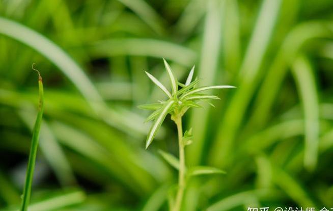 新房装修好放什么绿植最好?-第10张图片 新房装修好放什么绿植最好?-第10张图片