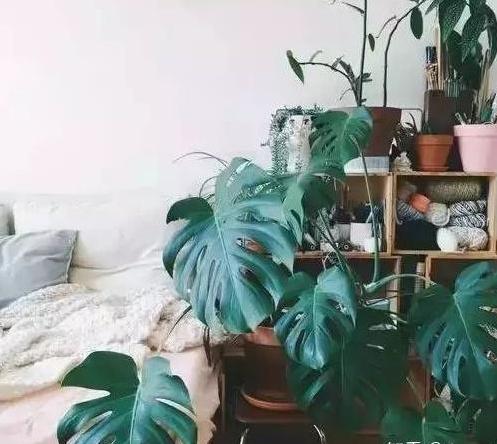 新房装修好放什么绿植最好?-第12张图片 新房装修好放什么绿植最好?-第12张图片