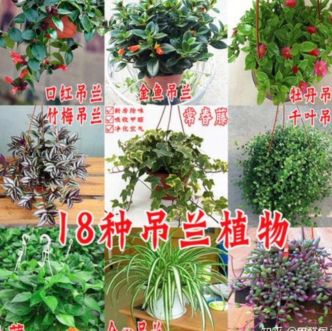 新房放什么去味好? 新房放苹果可以去味吗?-第1张图片 新房放什么去味好? 新房放苹果可以去味吗?-第1张图片