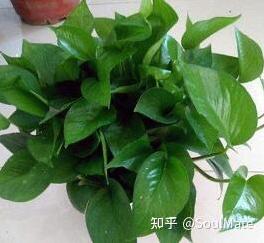 新房买什么植物? 新房买什么植物好?-第2张图片 新房买什么植物? 新房买什么植物好?-第2张图片