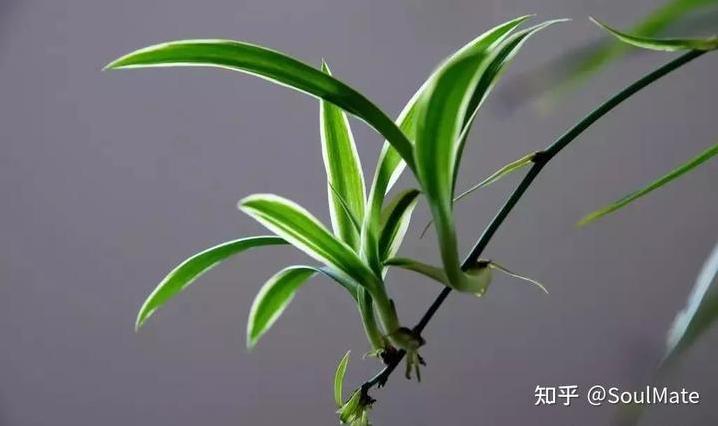 新房买什么植物? 新房买什么植物好?-第3张图片 新房买什么植物? 新房买什么植物好?-第3张图片