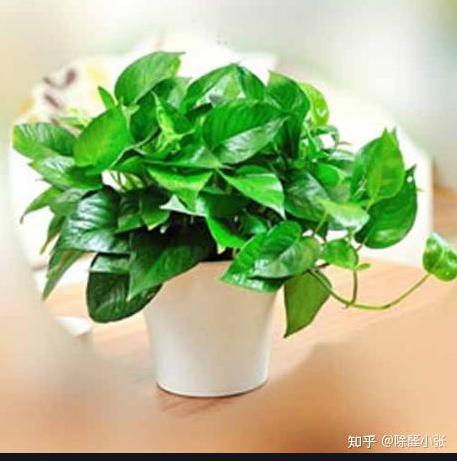 新房装修好后,怎样去除甲醛?-第1张图片 新房装修好后,怎样去除甲醛?-第1张图片
