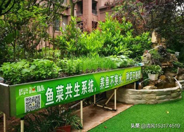 如何在阳台上实现养鱼种植生态循环?-第1张图片 如何在阳台上实现养鱼种植生态循环?-第1张图片