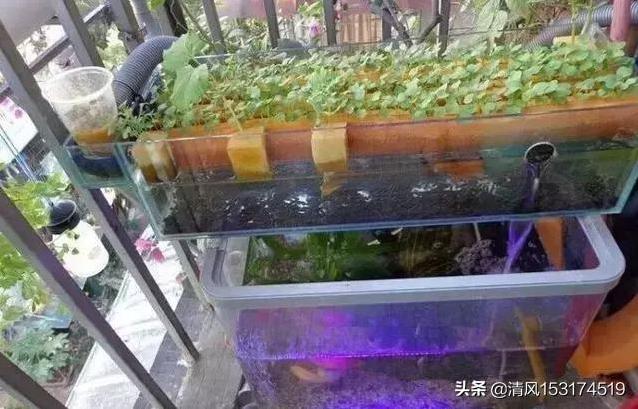 如何在阳台上实现养鱼种植生态循环?-第2张图片 如何在阳台上实现养鱼种植生态循环?-第2张图片