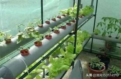 如何在阳台上实现养鱼种植生态循环?-第3张图片 如何在阳台上实现养鱼种植生态循环?-第3张图片