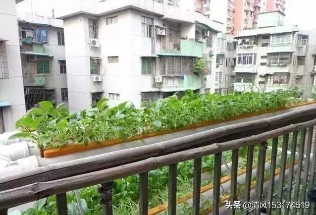 如何在阳台上实现养鱼种植生态循环?-第4张图片 如何在阳台上实现养鱼种植生态循环?-第4张图片