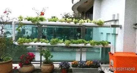 如何在阳台上实现养鱼种植生态循环?-第5张图片 如何在阳台上实现养鱼种植生态循环?-第5张图片