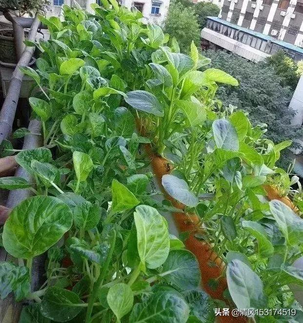 如何在阳台上实现养鱼种植生态循环?-第6张图片 如何在阳台上实现养鱼种植生态循环?-第6张图片