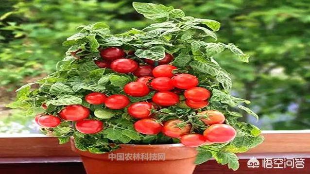 圆冭怎么栽培？-第2张图片