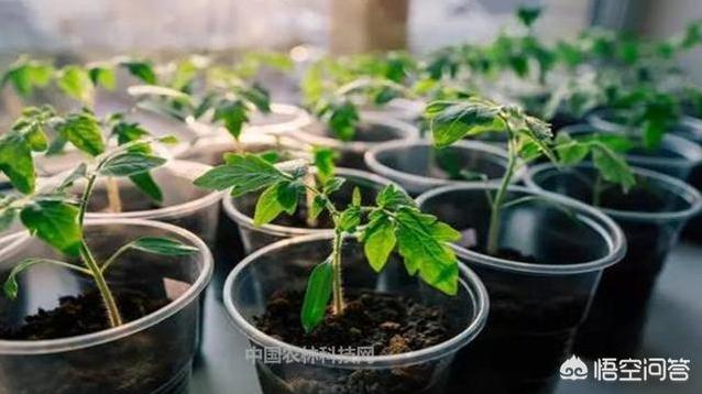 圆冭怎么栽培？-第5张图片