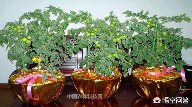 圆冭怎么栽培？-第6张图片