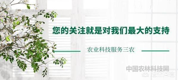 圆冭怎么栽培？-第8张图片